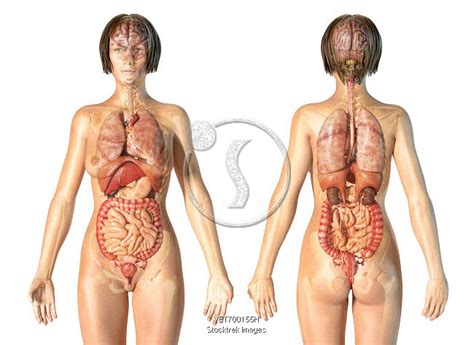 This diagram depicts internal female anatomy pictures. Female anatomy of internal organs with skeleton, rear and ...