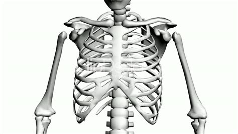 It is an atypical rib and is an important anatomical landmark and is one of the borders of the superior thoracic aperture. Chest Anatomy Bones