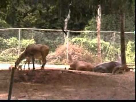 Banyak pengalaman yang sangat berharga bagi semua pengunjung di zoo melaka ini. Zoo Melaka Video 3 - YouTube