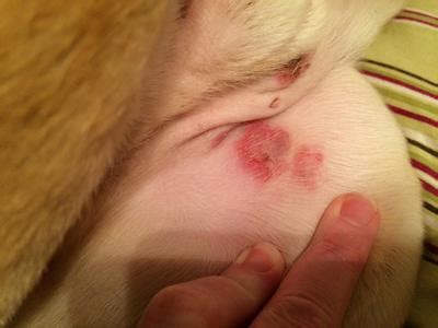 Then, we have a few dog skin conditions that are general skin infections such as yeast infections, impetigo, and folliculitis. Red, Circular, Crusty, Swollen Dog Skin Rashes - Organic ...