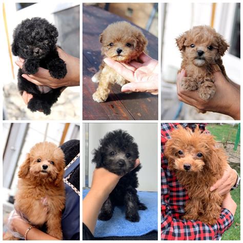 This page is for all our mercy puppy adopters and family. Our Poodle | Mercy Puppy Recue