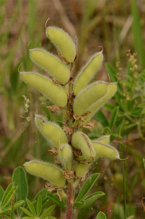 Scientific name lupinus perennis l. Seed Pods from Wild Lupine (Lupinus perennis) | Karner ...