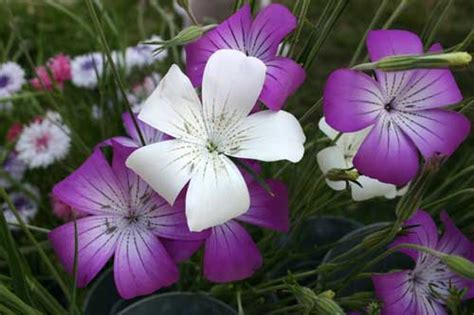 Does aldi sell fresh cut flowers. Perry-Winkle Farm | NC State Extension