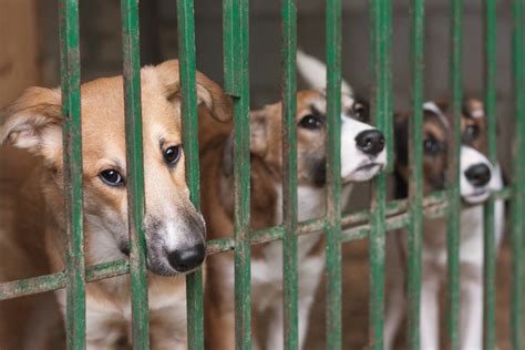 Shipment arrived at abx facility myy. Over 5,000 Pets Found Dead Trapped in Boxes and Cages at ...