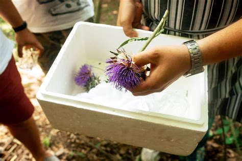 Căsătorită cu domnul virgil bǎran, profesor universitar la facultatea de fizică, universitatea din bucureşti copii: Meet Russia's 'gastrobotany' chef who cooks with burdock ...