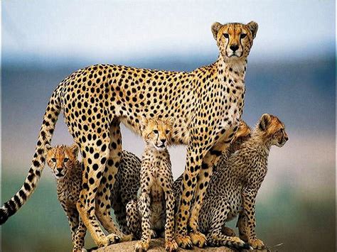 The great collection of beautiful animal wallpaper for desktop, laptop and mobiles. Beautiful Cheetah Latest Hd Wallpapers/Images 2013 ...