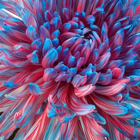 Check spelling or type a new query. The Antonov Chrysanthemum - By Warja Abrosimova - Blog on ...