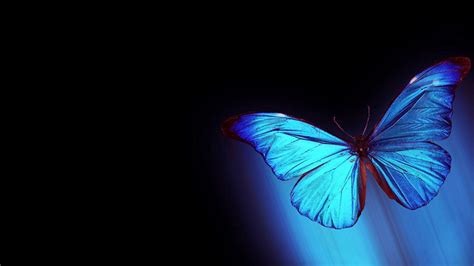 Check spelling or type a new query. Blue Butterfly Wallpaper HD | PixelsTalk.Net