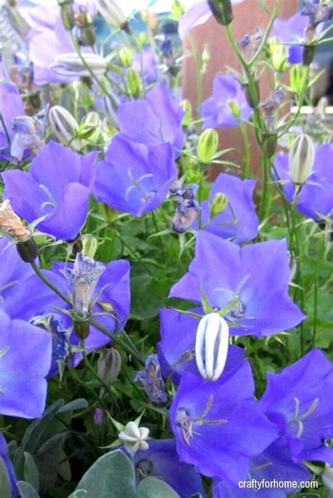 I love growing container gardens throughout my landscape. 13 Easy To Grow Perennial Flower From Seed | Flowers ...