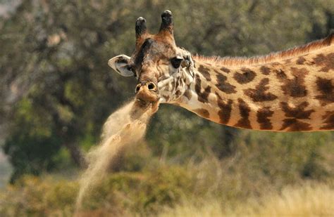 Here is answer for it, enjoy! Masai-Giraffe.jpg (800×522) | Africa wildlife, Giraffe, Wildlife conservation