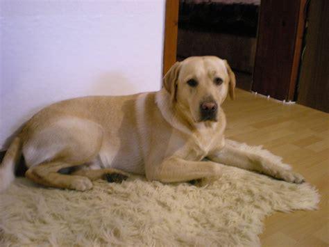 Wenn menschen hunde aus tierheimen adoptieren und als welpen retten, wissen sie normalerweise nicht, aus welchen rassen der hund besteht. Labrador-Retriever sucht hündin zum decken!!! - Deckanzeigen
