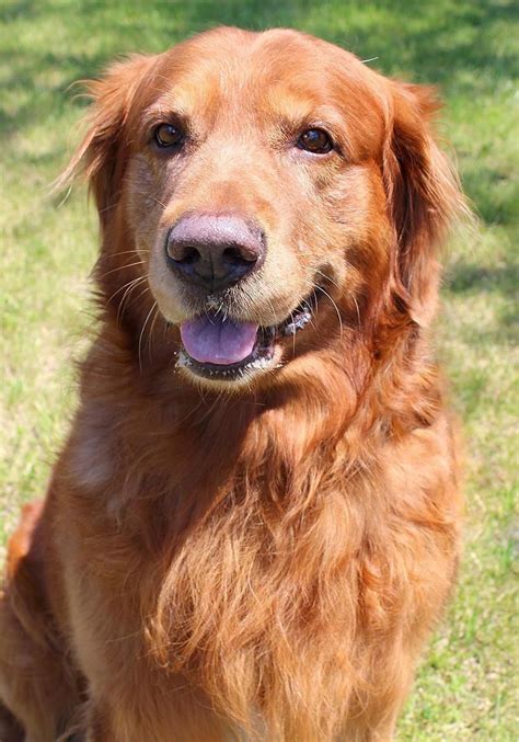 If colour is important to you, bear in mind the puppies will all look considerably lighter at this age than they will end up. Golden Retriever Puppies Washington State Rescue - Pets Ideas