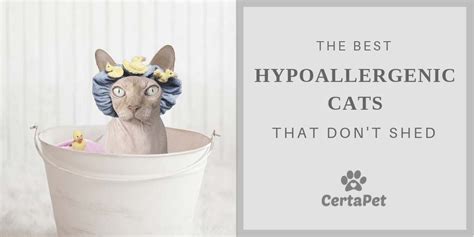 The siamese cat is considered a hypoallergenic cat. Best Hypoallergenic Cats: Cats That Don't Shed! | CertaPet