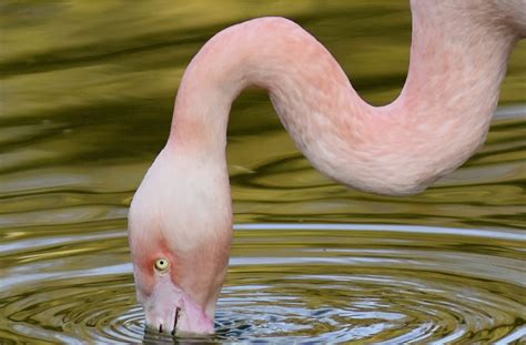 … mit apple pay ganz einfach, schnell und. Flamingos / Zoopark Erfurt