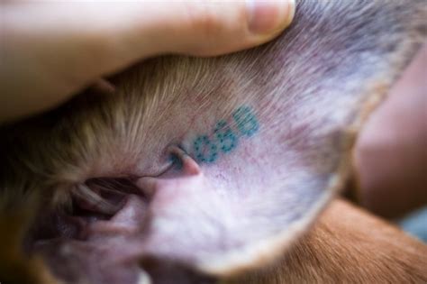 The dna doe project was tasked with the identifications of both unidentified decedents—known as adam and brad—in late 2020 and march 2021 respectively. ear tattoo | All racing greyhounds are tattooed in each ear … | Flickr - Photo Sharing!