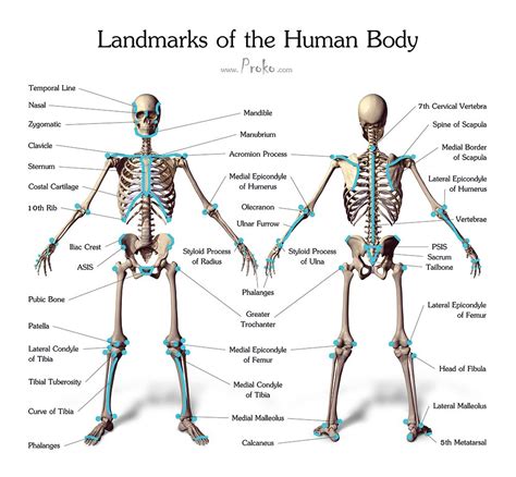 How many bones can you find in the human body?: Draw accurate bones and muscle | Human skeleton anatomy, Skeleton anatomy, Human body