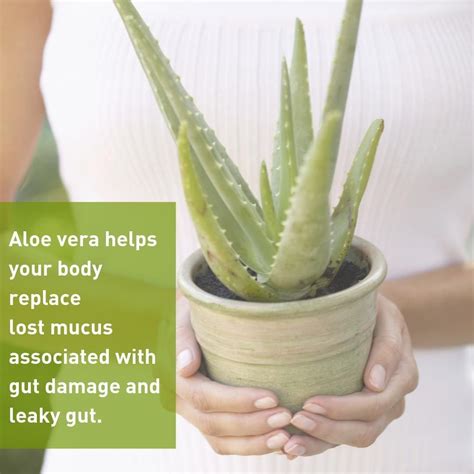 10 health benefits of aloe vera. AmyMyersMD on Instagram: "💚There are multiple benefits to ...