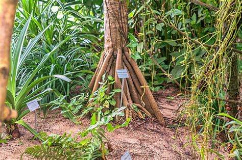 Eine reise durch die kontinente auf in die prärie! Botanischer Garten Würzburg - Botanischer Garten