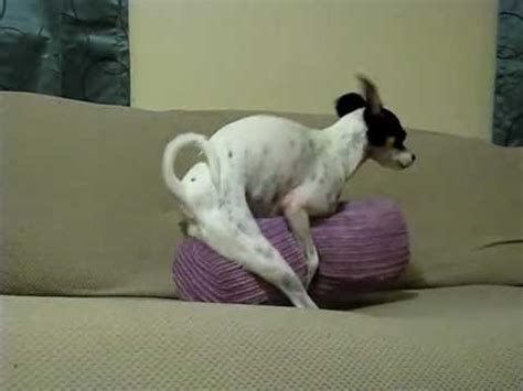 I do it at least 2 or 3 times a day. Unedited video of my dog with her humpy pillow. Too funny ...