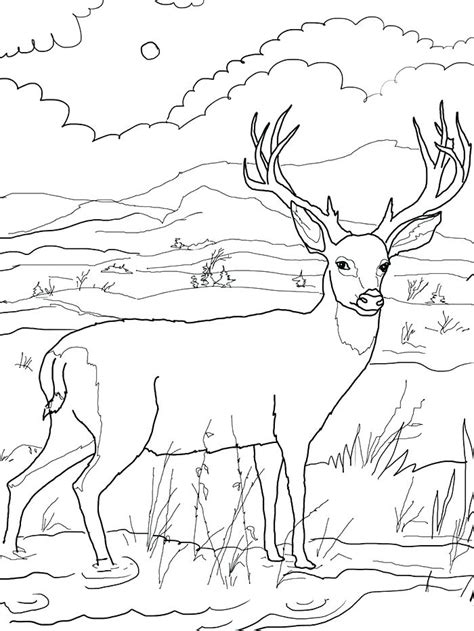 Simply do online coloring for hunting deer outline coloring pages directly from your gadget, support for ipad, android tab or using our web feature. White Tailed Deer Coloring Page at GetColorings.com | Free ...