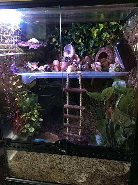 Their habitat should have everything they a 10 gallon tank has enough room for several crabs. 11hermit Crab Tank | Hermit crab habitat, Hermit crab tank ...