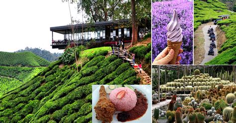 Cameron highlands atau tanah tinggi cameron merupakan sebuah pusat peranginan tanah tinggi yang terkenal di semenanjung malaysia. 16 Lokasi Wajib Singgah Kalau Bercuti Di Cameron Highland ...