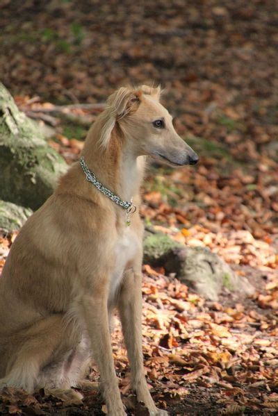 Greyhound racing ireland (gri) are responsible for the control and development of greyhound racing in ireland. golden-langhaar-whippet - Oktober 2015 | Whippet, Animals ...