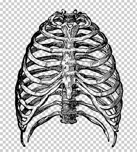 Rib cage human skeleton, rib cage s, monochrome, head, anatomy png. Human Ribs Png & Free Human Ribs.png Transparent Images ...