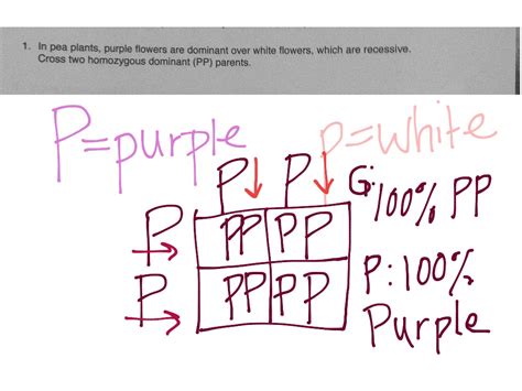 A heterozygous green seeded plant crossed with a purebred recessive for seed color. Monohybrid Cross Worksheet Answer Key Pdf | Free Printables Worksheet