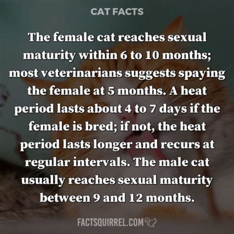 Female cats can be very loving as well, perhaps a little more independent and moody, in my experience.they need to be spayed at 5 months of age in order to avoid a litter of kittens. The oldest known dog breed is most likely the Saluki ...