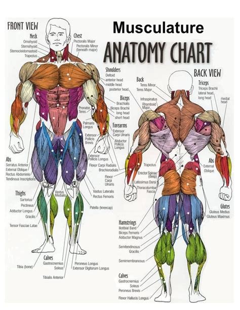 The thorax is located in the upper trunk, defined anteriorly by the sternum bone, laterally by the ribs, and later by the spine. chest muscle diagram | Anatomy | Pinterest | Chest muscles ...