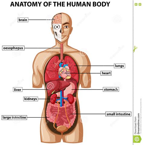 These systems are important for proper organism function. Diagram Showing Anatomy Of Human Body With Names Stock ...