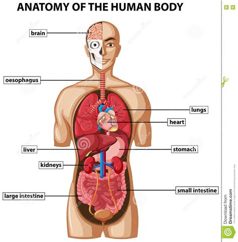 Did you know… ☛ while the size of the human head right from birth won't change drastically, it is the torso and the lower limbs that grow in length. Diagram Showing Anatomy Of Human Body With Names Stock ...