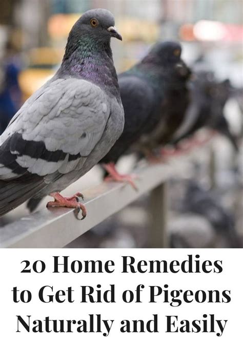 Trapping, is another way to get rid of these muskrats. 20 Home Remedies to Get Rid of Pigeons Naturally and ...