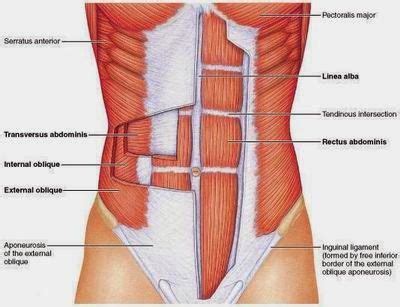 The dominant muscle in the upper chest is the pectoralis major. Abdominal Muscles Diagram | Best core workouts, Lower ab ...
