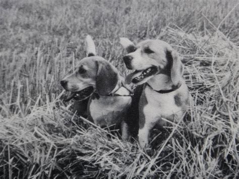 Maybe you would like to learn more about one of these? Beagles, 1987 | Beagle, Labrador retriever, Furry friend