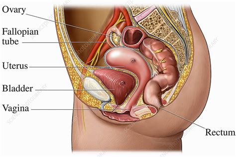Well, there are no organs actually in your lower back, but your kidneys are very near there, so, it could possibly be a kidney infection, but that's rather i'm having a bad ache in my lower back. Illustration female reproduction system - Stock Image - C005/6999 - Science Photo Library