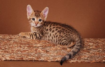 We specialize in breeding savannah cats in a loving home and quality environment. Black Savannah Cat F4