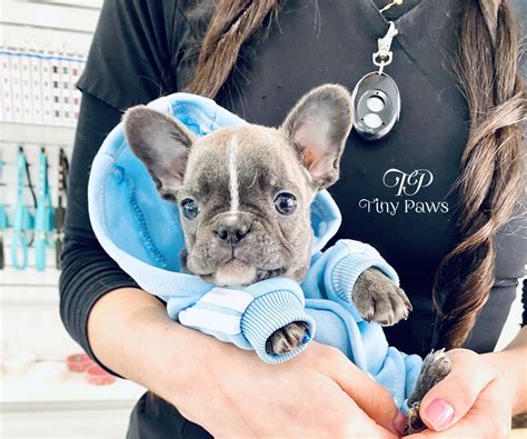 We primarily have blue fawn, blue brindle, blue, and blue and tan frenchies. Hurricane Rare Mini Blue French Bulldog Puppy - Tiny Paws