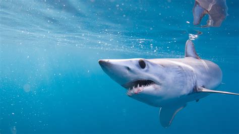 There are over 400 shark species. Scientists discover mako sharks expert at more than just ...