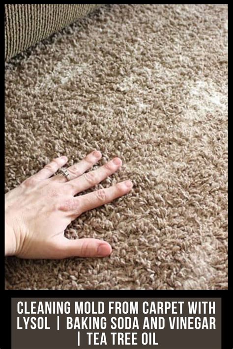 We did not find results for: Cleaning Mold from Carpet with Lysol | Tea tree oil ...
