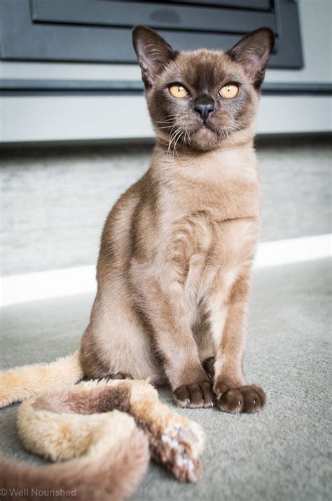 Common misnomers include adenitis, hyperplasia, adenoma of the gland of the third eyelid; 51 best Beautiful Burmese Cats images on Pinterest ...