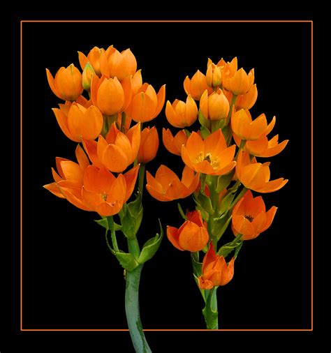 Foto di fiori piante arancione rose meravigliose buongiorno fiori fiori immagini girasoli piantare fiori. 097 ORNITOGALLO Foto % Immagini| piante, fiori e funghi ...
