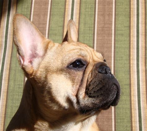 He's well suited for either family living or attaching to just one special person. Peche Mignon French Bulldogs - Indiana