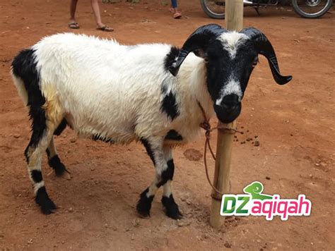 Adapun akikah menurut terminologi syariat adalah hewan yang disembelih untuk anak yang baru dilahirkan 2. Harga Kambing Qurban 2019 dan 2020 Purwakarta - Aqiqah Purwakarta