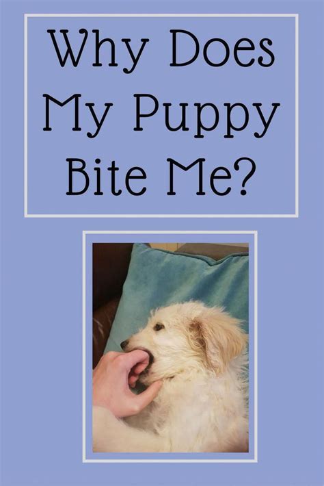 dog, puppy behaviour, bite inhibition. training methods to ...