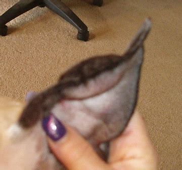 How to treat dog swollen ear flap. Aural Hematoma Dog