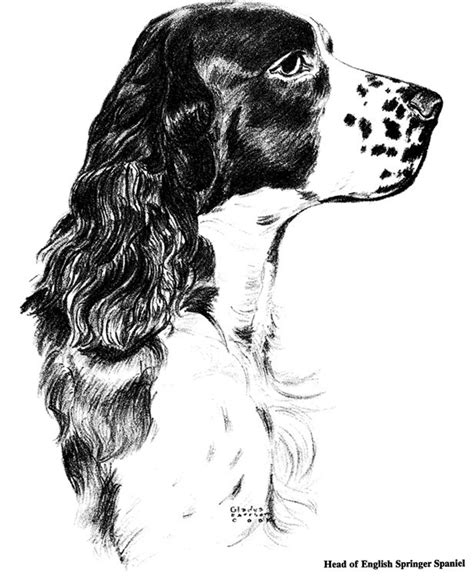 Mae the english springer spaniel at 5 years old—she's a very happy and playful springer. Welcome to Dover Publications | Spaniel art, Dog ...
