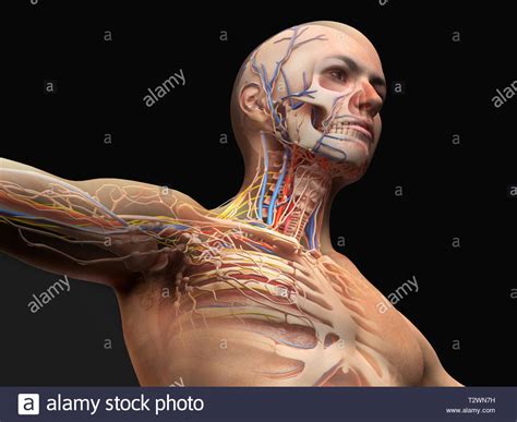 Look at a picture of chest muscles. Chest Muscle Anatomy Diagram : Easy Notes On The Pectoral ...