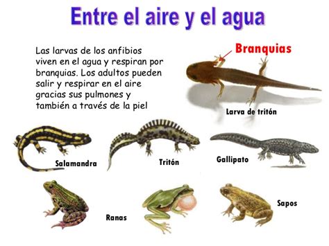 Animales vertebrados y animales invertebrados. Ejemplos De Animales Que Respiran Por La Piel Para ...